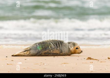 Gros plan d'un jeune phoque gris, Halichoerus grypus, regardant, se reposant sur la plage de Noordwijk aan Zee avec une marque verte sur le dos de la Wadden I Banque D'Images