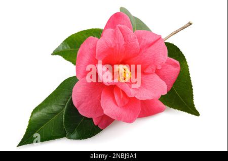 Branche de Camellia avec fleur rose isolée sur fond blanc Banque D'Images
