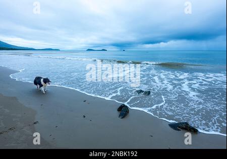 Chien marchant sur Kewarra Beach avec le Cyclone tropical Gabrielle qui se cache au-dessus de la mer de Corail, à l'extrême nord du Queensland, FNQ, QLD, Australie Banque D'Images