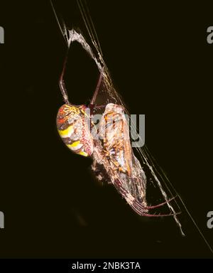 Gros plan d'une araignée St Andrew's Cross avec la proie de cicada (Argiope keyserlingi) dans son web, Far North Queensland, FNQ, QLD, Australie Banque D'Images