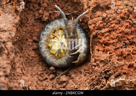 Centipede protégeant ses oeufs, Scolopendra hardwickei, Satara, Maharashtra, Inde Banque D'Images