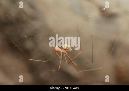 Laeral de Daddy araignée à longues pattes, Pholcus phalangioides, Pune, Maharashtra, Inde Banque D'Images