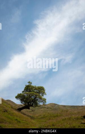 Arbre distinctif sur une colline à Pourerere Beach, Central Hawkes Bay, North Island, Nouvelle-Zélande Banque D'Images