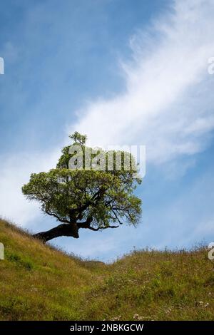 Arbre distinctif sur une colline à Pourerere Beach, Central Hawkes Bay, North Island, Nouvelle-Zélande Banque D'Images