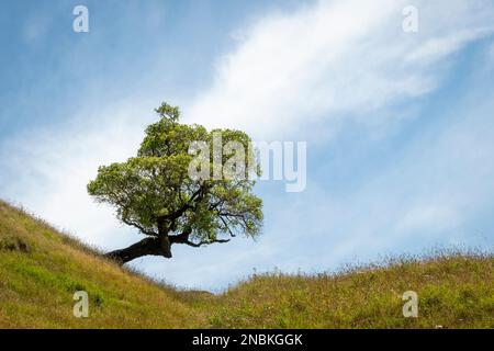 Arbre distinctif sur une colline à Pourerere Beach, Central Hawkes Bay, North Island, Nouvelle-Zélande Banque D'Images