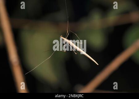 Fil comme l'araignée à pied en peigne, Ariamnes colubrinus, Satara, Maharashtra, Inde Banque D'Images