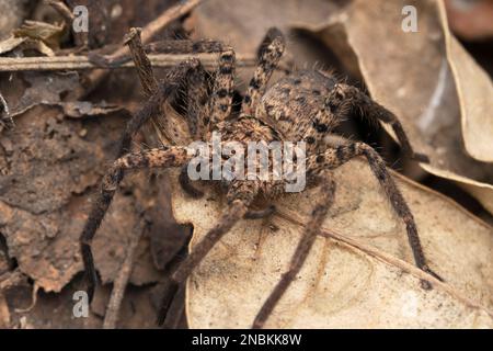 Gros plan de l'araignée de huntsman terrestre, Heteropoda venatoria, Satara, Maharashtra, Inde Banque D'Images