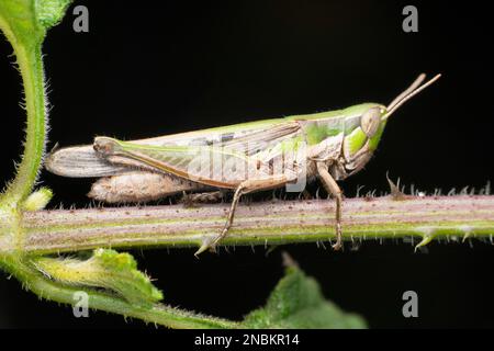 Grand sauterelle, Chorthippus albomarginatus, Satara, Maharashtra, Inde Banque D'Images