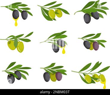 L'icône plate des olives fixe les olives noires et vertes sur les branches et l'huile sur leur illustration vectorielle Illustration de Vecteur