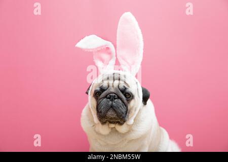 Chien de petit beige avec oreilles de lapin sur fond rose. Concept de Pâques. Le concept de carnaval, fête de costume, Halloween. copyspace. Banque D'Images