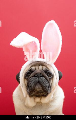 Chien en forme de chien beige avec oreilles de lapin sur fond rouge. Concept de Pâques. Le concept de carnaval, fête de costume, Halloween. Photo verticale Banque D'Images