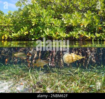 Habitat de mangrove dans la mer avec la vie marine sous l'eau, vue partagée sur et sous la surface de l'eau, mer des Caraïbes Banque D'Images