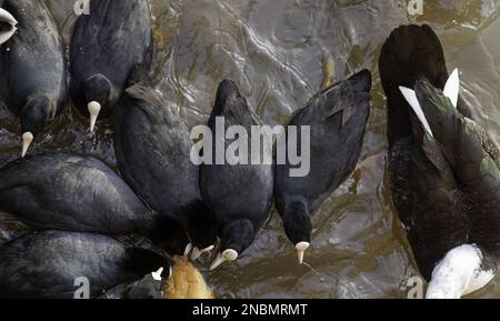 Détail des oiseaux sauvages mangeant dans un lac dans la nature Banque D'Images