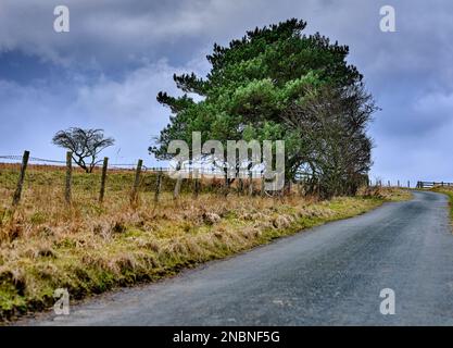 Lone Scots Pine par une route à voie unique sur les hauts landes à Breary Banks, Masham, North Yorkshire Banque D'Images