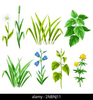 Ensemble d'herbes et d'herbe à céréales. Herbes et herbe de céréales. Collection florale avec plantes de prairie. Illustration de Vecteur