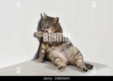 Un joli chat à tabby assis détendu au soleil du matin sur une banque blanche avec un mur blanc comme arrière-plan. Elle se penche contre le mur et nettoie la loutre Banque D'Images