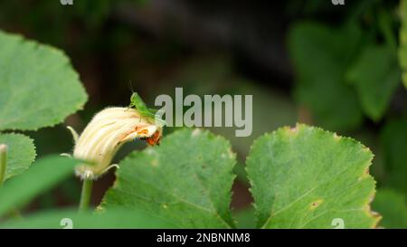 Un grasshopper perché sur Une plante de citrouille avec des feuilles vertes Banque D'Images