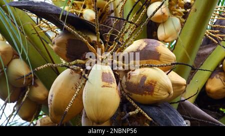 Quail dense et jaune fruits à la noix de coco sur Un arbre, dans le village de Belo Laut pendant la journée Banque D'Images