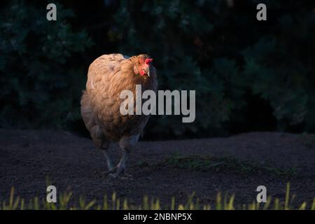 Un poulet gratuit sans queue, marchant dans une tache de soleil à l'heure d'or. Arrière-plan de la nature. Banque D'Images