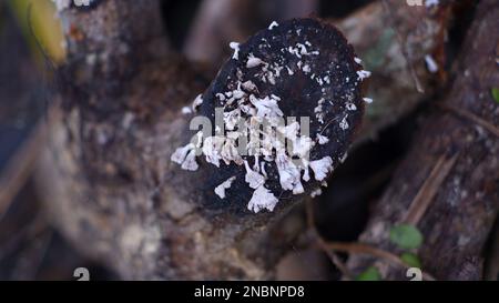 Mushroom sauvage blanc croissant sur les branches d'arbre mort, dans le village de Belo Laut pendant la journée Banque D'Images