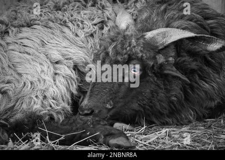 Portrait d'un mouton noir Hortobagy Racka mâle (Ovis aries strepsiceros Hungaricus) avec de longues cornes en forme de spirale et des yeux expressifs, ayant un repos. Banque D'Images