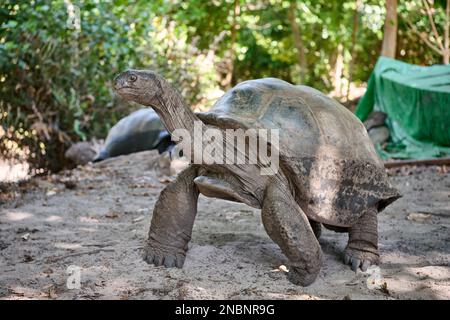 Tortue géante Aldabra (Aldabchelys gigantea) sur l'île Curieuse, île de Prasiln, Seychelles Banque D'Images