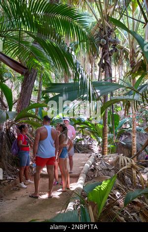 Guide d'enseignement aux touristes à la Vallée de Mai sur Coco de Mer, Ile de Praslin, Seychelles Banque D'Images