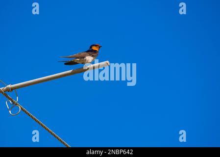 Un Swallow de bienvenue (Hirundo neoxena) à Parkes, Nouvelle-Galles du Sud. C'est une espèce indigène de l'Australie et des îles voisines Banque D'Images