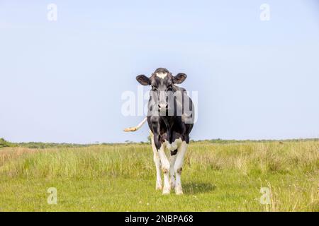 Vache pleine vue de face dans un champ, noir et blanc curieux regardant, dans un pâturage vert, ciel bleu et horizon sur la terre et l'espace de copie Banque D'Images