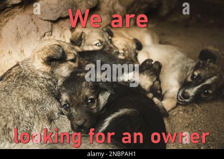 Chiots sans abri dans une maison abandonnée. Les bébés animaux errants Banque D'Images