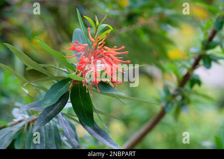 Embothrium coccineum, fleur de feu chilienne, arbuste à feuilles persistantes, grappes de fleurs de écarlate étroitement tubulaires Banque D'Images