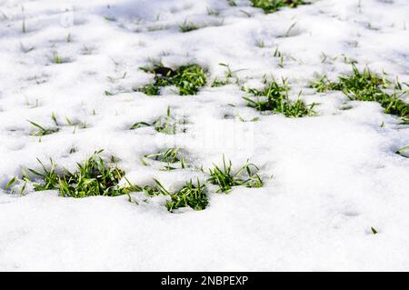 Semis de blé d'hiver au champ, pousses vertes dans la neige. Banque D'Images