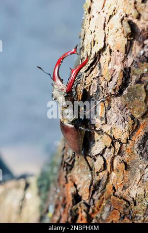 Le dendroctone du cerf à cornes est placé sur un tronc d'arbre, foyer sélectif. Banque D'Images