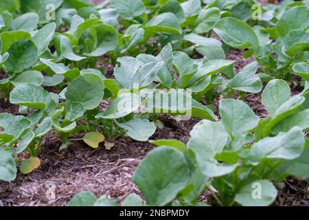 Raphanas sativus Perle, ramish Perle plantules dans un potager Banque D'Images