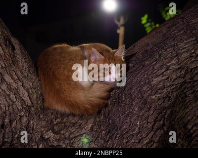 Un tabby rouge vif magnifique chat non pedigree s'enroule dans une balle entre deux branches d'un arbre à l'extérieur en soirée. Banque D'Images