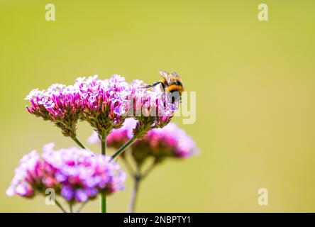 Un bourdon recueille le nectar sur le verveine. Insecte dans l'environnement naturel gros plan. Banque D'Images