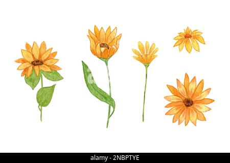 Sunflower. Watercolor set with Sunflower Flowers. Sunflower illustration is hand drawn Banque D'Images