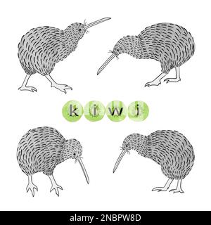 Ensemble d'oiseaux kiwi. Illustration vectorielle. Illustration de Vecteur