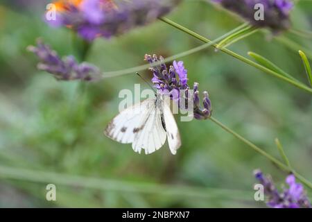 Grand blanc de chou sur une fleur de lavande. Le papillon blanc recueille le nectar. Gros plan sur les insectes. Pieris brassicae. Banque D'Images