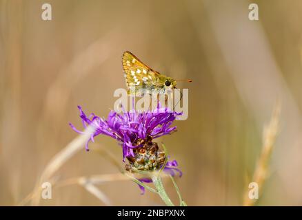 Papillon de skipper à virgule, Hesperia virgule. Papillon sur une fleur de chardon. Gros plan sur les insectes. Présentoir-vrac de marque commune. Banque D'Images