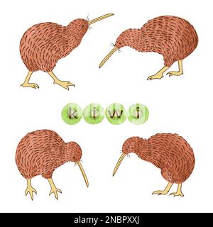 Ensemble d'oiseaux Kiwi aquarelle isolés sur blanc. Illustration vectorielle. Illustration de Vecteur