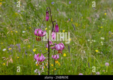 Fleur rose Lillium Martagon dans la nature, Italie Banque D'Images