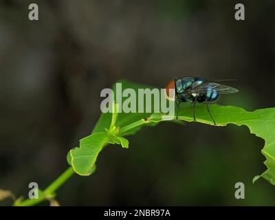 La bouteille verte commune vole sur une feuille verte avec un arrière-plan flou et bokeh. Banque D'Images