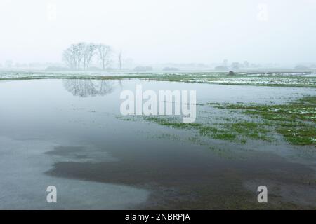 Prairie inondée, arbres et brouillard à l'horizon, Czulczyce, Pologne Banque D'Images