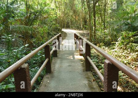 pont en bois traverser un petit canal dans la forêt de mangroves Banque D'Images