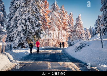 Promenades dans la forêt enneigée. Les touristes apprécient la première neige qui se déplace parmi les mélèzes et les sapins enneigés. Pittoresque scène d'hiver de Dolomite Al Banque D'Images