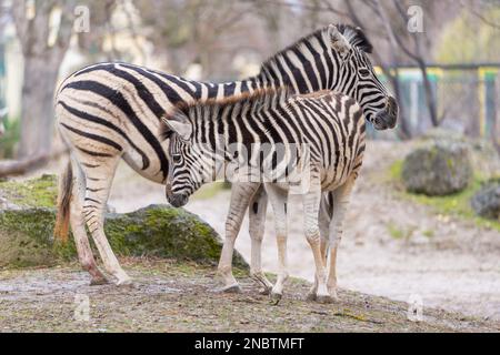 Le zèbre des plaines (Equus quagga, anciennement Equus burchelli), également connu sous le nom de zèbre commun ou zèbre de Burchell. Zèbre femelle avec poulain. Banque D'Images