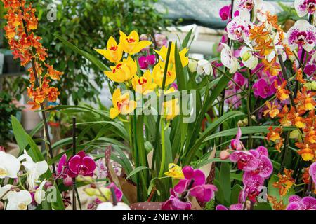 Différents arrière-plan d'orchidées multicolores. Cultivez des fleurs de phalaenopsis colorées à la maison. L'orchidée est rare. Fleur rose jaune vif. Collection de fleurs et de feuilles d'orchidées. Arrangement de fleurs. Floral Banque D'Images