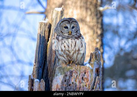 Hibou barré (Strix varia) perché sur une souche d'un vieux arbre en hiver au Canada Banque D'Images