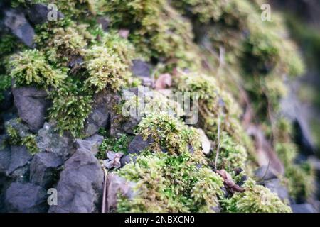 Gros plan de mousse sur une pierre dans la forêt. La nature est belle et les plantes sont en pleine croissance et florissantes. La roche est lourde. Banque D'Images